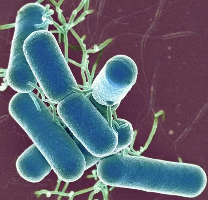 干酪乳桿菌代工